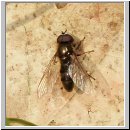 Cheilosia chloris - Wiesen-Erzschwebfliege m01.jpg